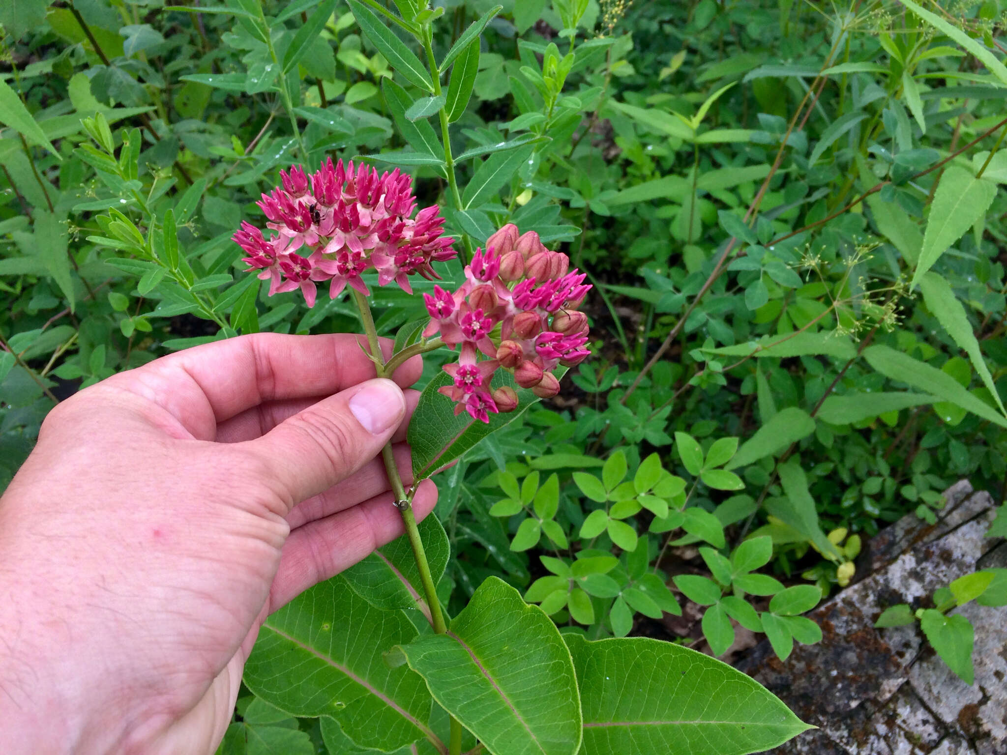 Image of purple milkweed