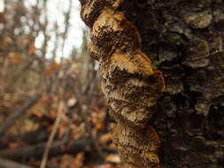 Image of Phellinus chrysoloma (Fr.) Donk 1971