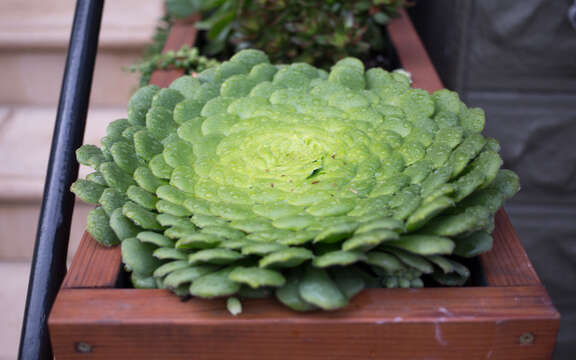 Imagem de Aeonium tabuliforme