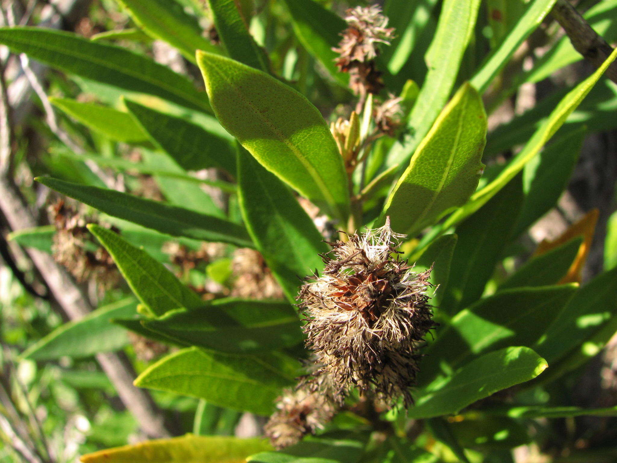 Image of Brachylaena neriifolia (L.) R. Br.