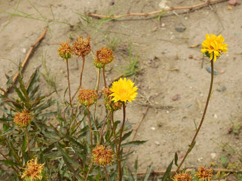 Imagem de Grindelia chiloensis (Cornel.) Cabrera