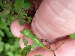 Image of creeping fuchsia