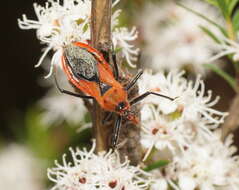 Image of Gminatus australis (Erichson 1842)