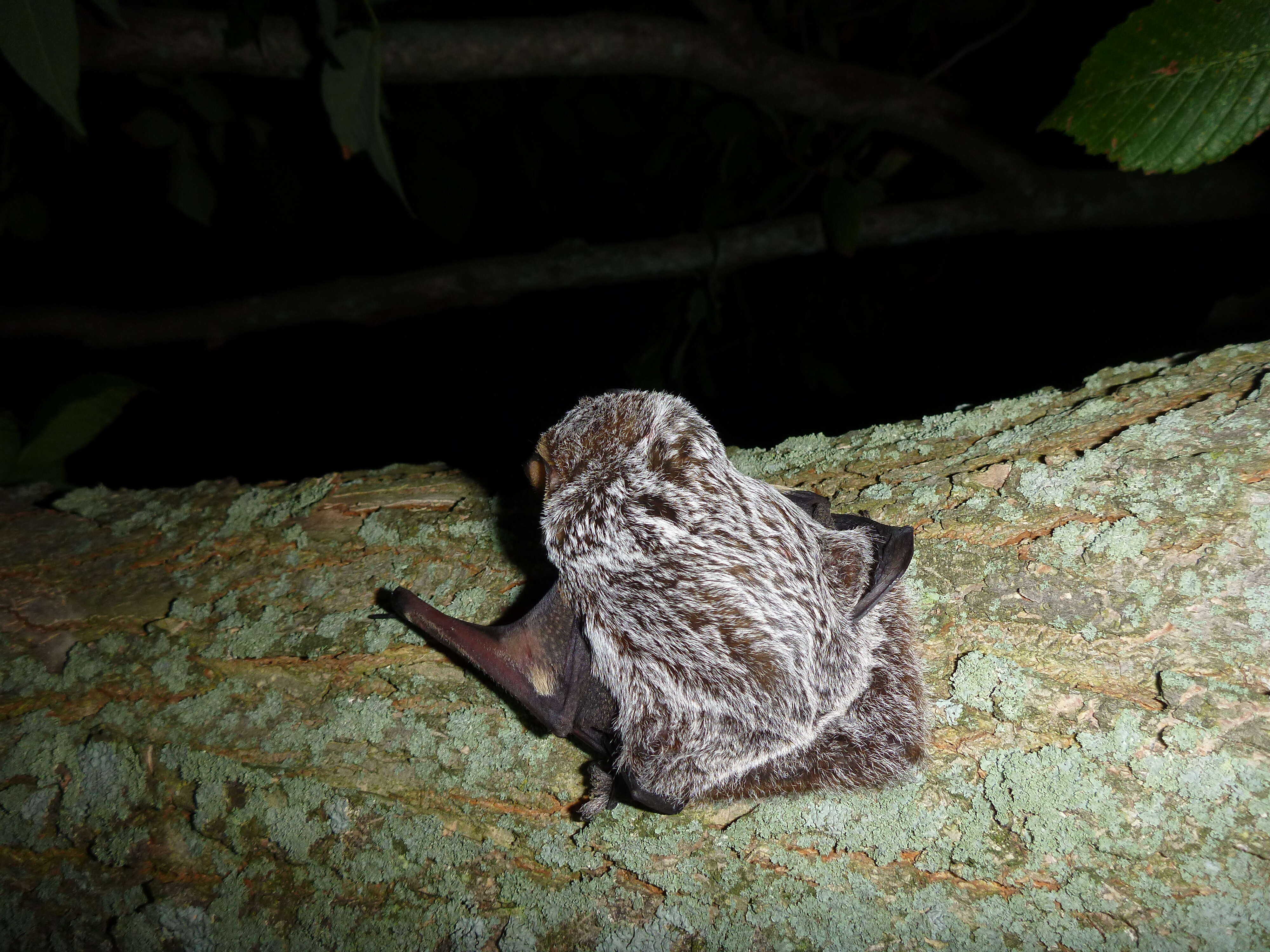 Image of Hawaiian Hoary Bat