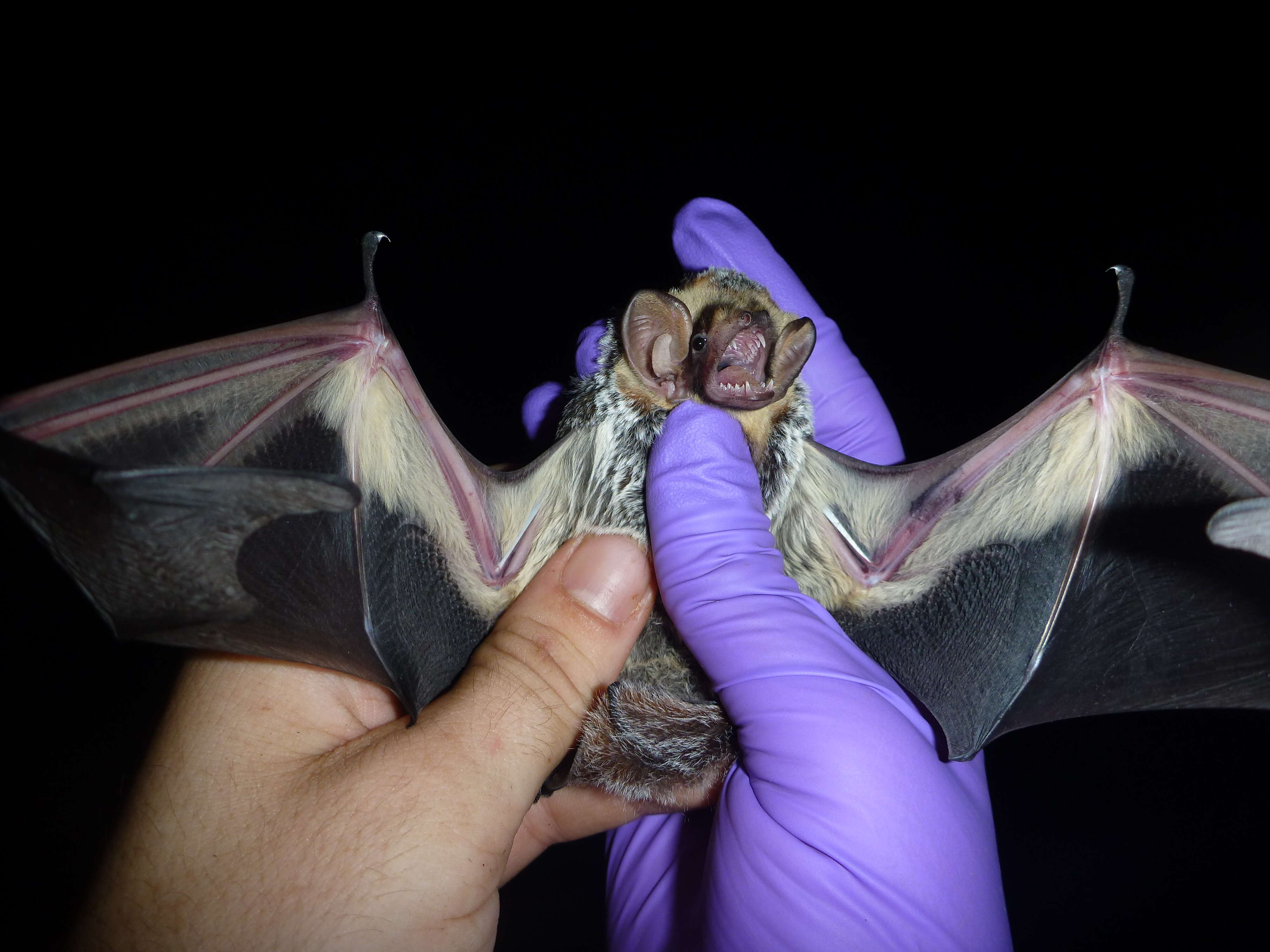 Image of Hawaiian Hoary Bat