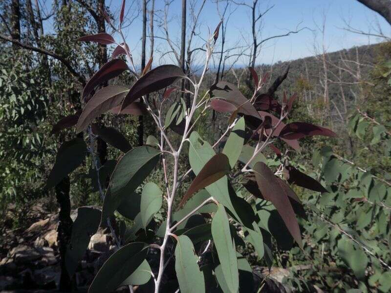 Image of Eucalyptus stenostoma L. A. S. Johnson & Blaxell