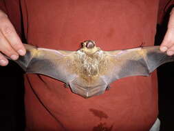 Image of Hawaiian Hoary Bat