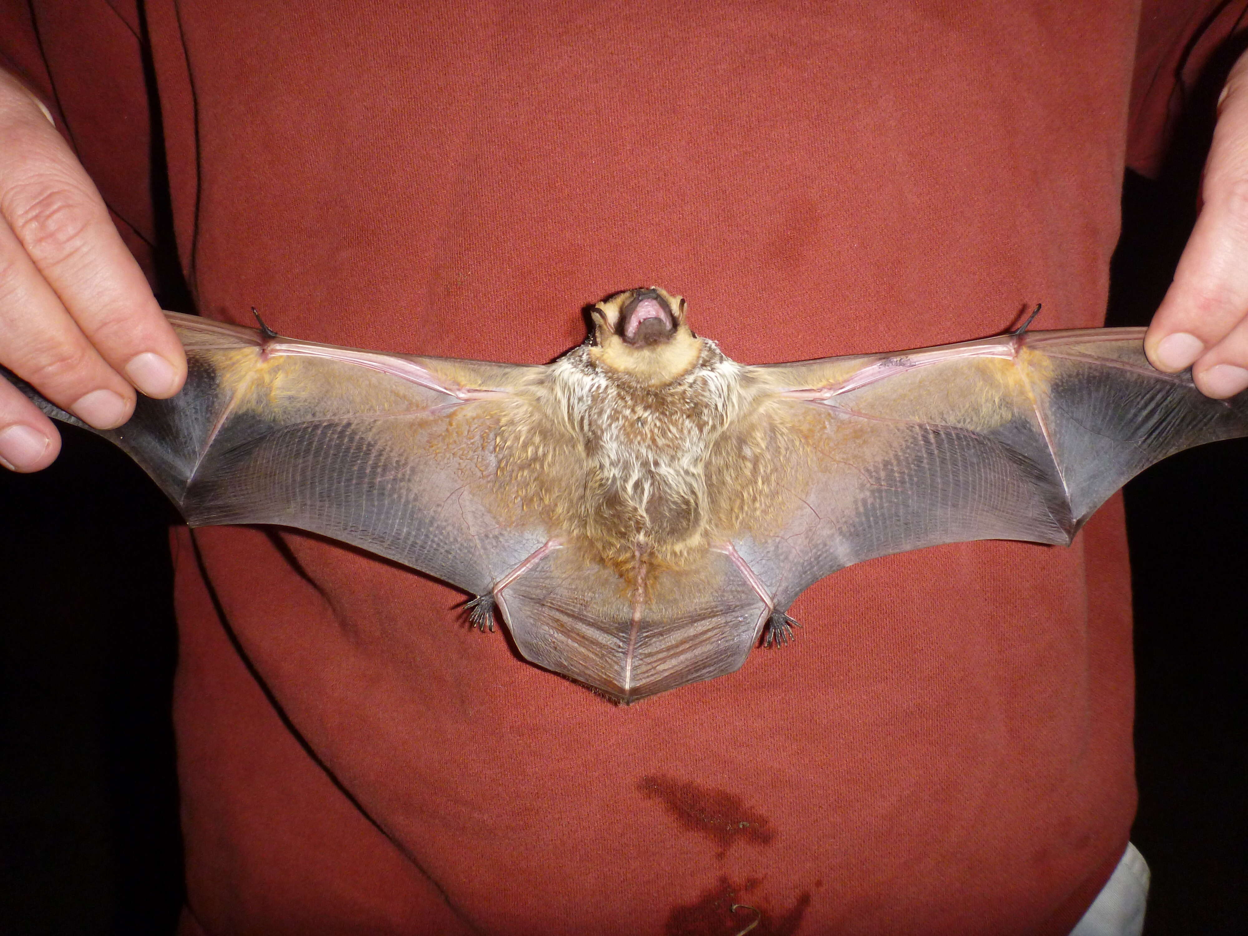 Image of Hawaiian Hoary Bat