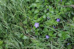 Image of Greater Periwinkle