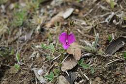 Image of Lemmon's cologania