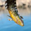 Image of Striped Kelpfish