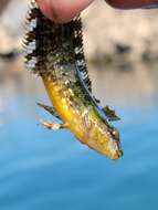 Image of Striped Kelpfish