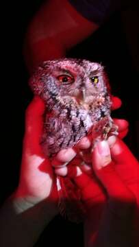 Image of Whiskered Screech Owl