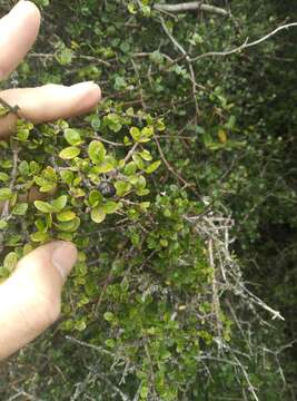 Imagem de Coprosma wallii Petrie