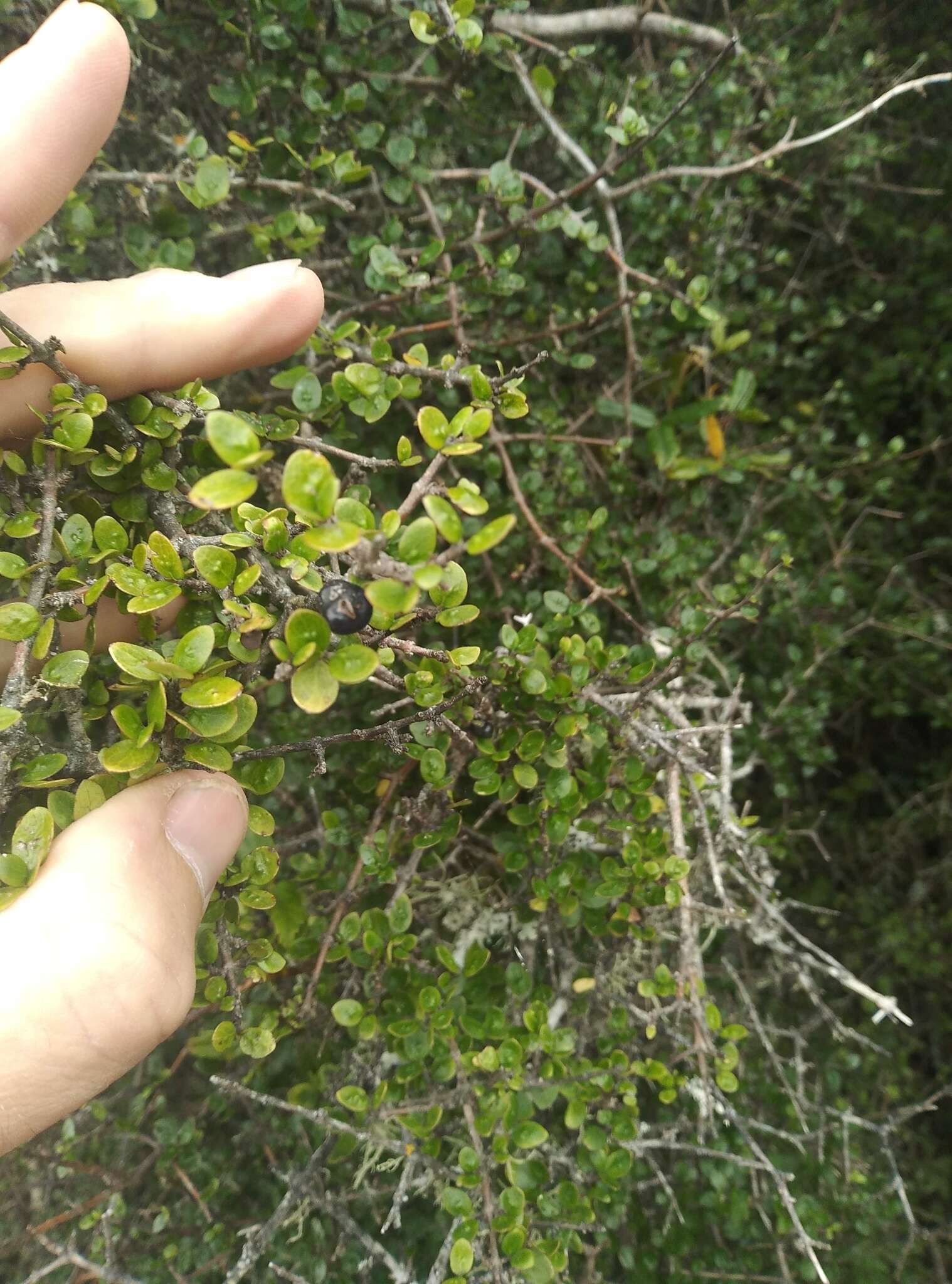 Imagem de Coprosma wallii Petrie