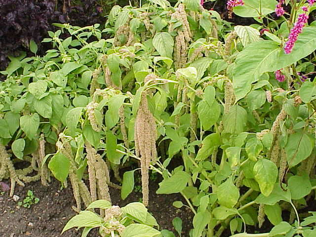 Image of love-lies-bleeding