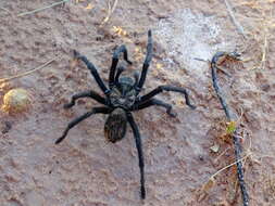 Image of Aphonopelma gabeli Smith 1995