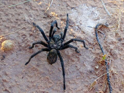 Image of Aphonopelma gabeli Smith 1995