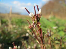 Image of hairy bittercress