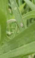 Image of Chrysanthemum Lace Bug