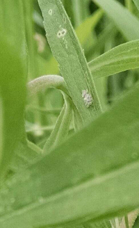 Image of Chrysanthemum Lace Bug