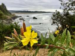 Image of Wolf's evening primrose