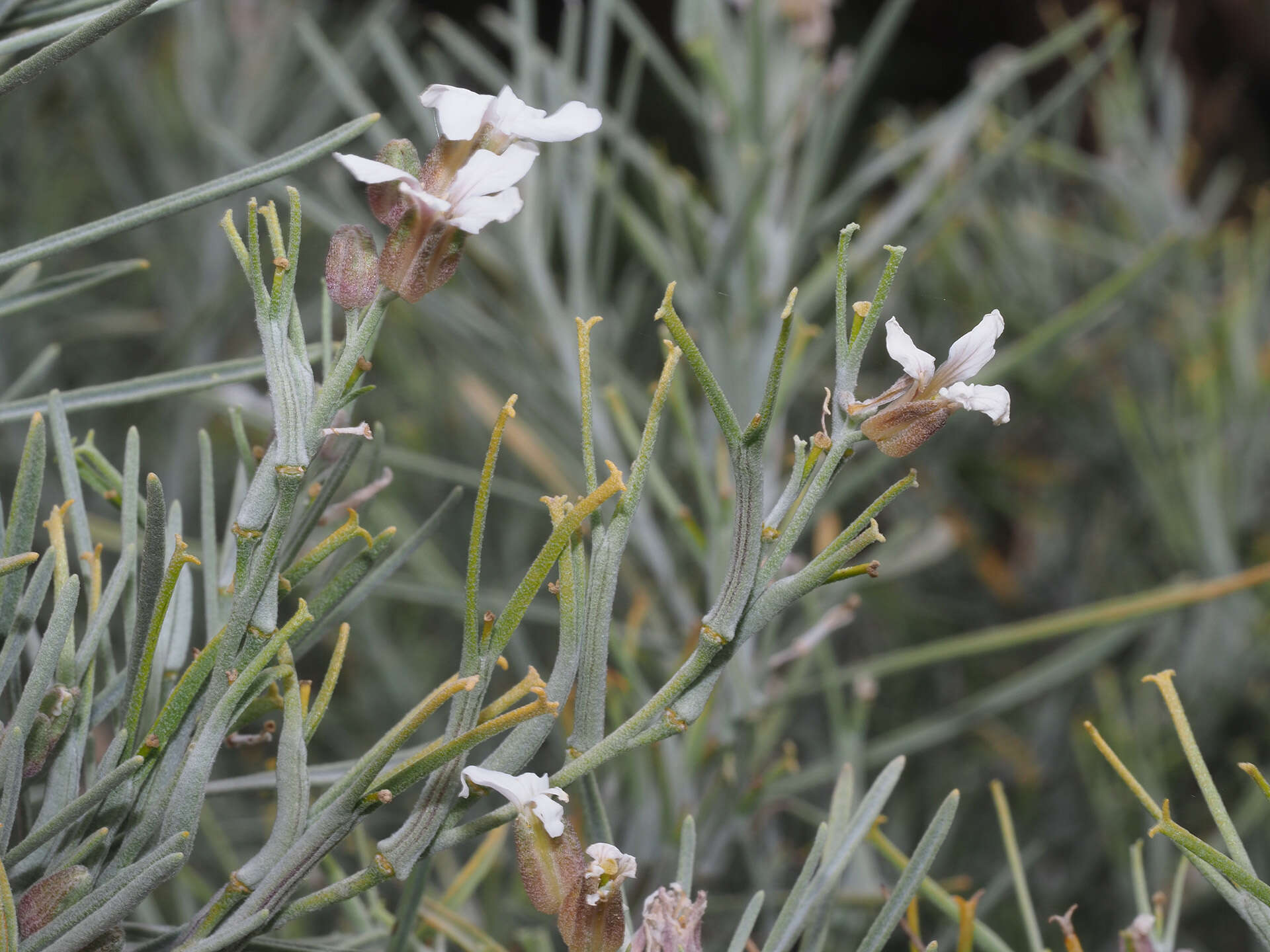 Imagem de Parolinia filifolia G. Kunkel