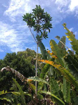 Image of Anthocleista madagascariensis Baker