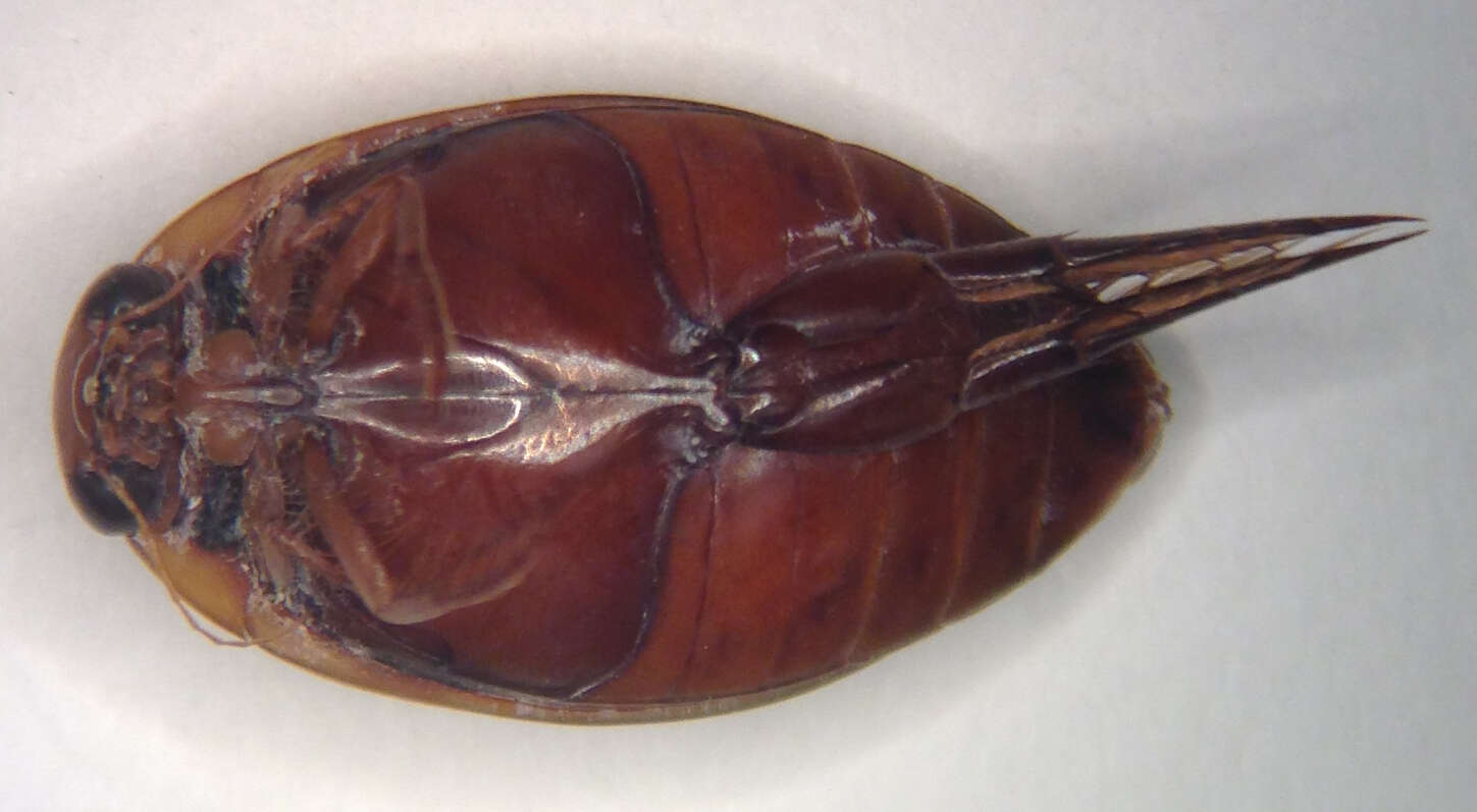 Image of Thermonectus nigrofasciatus (Aubé 1838)