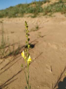 Image of Linaria odora (Bieb.) Fischer