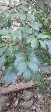 Image of blunt-leaved steelwood