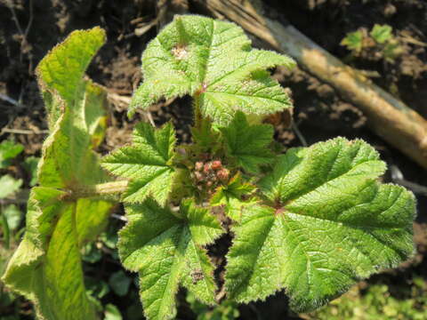 Image of cluster mallow