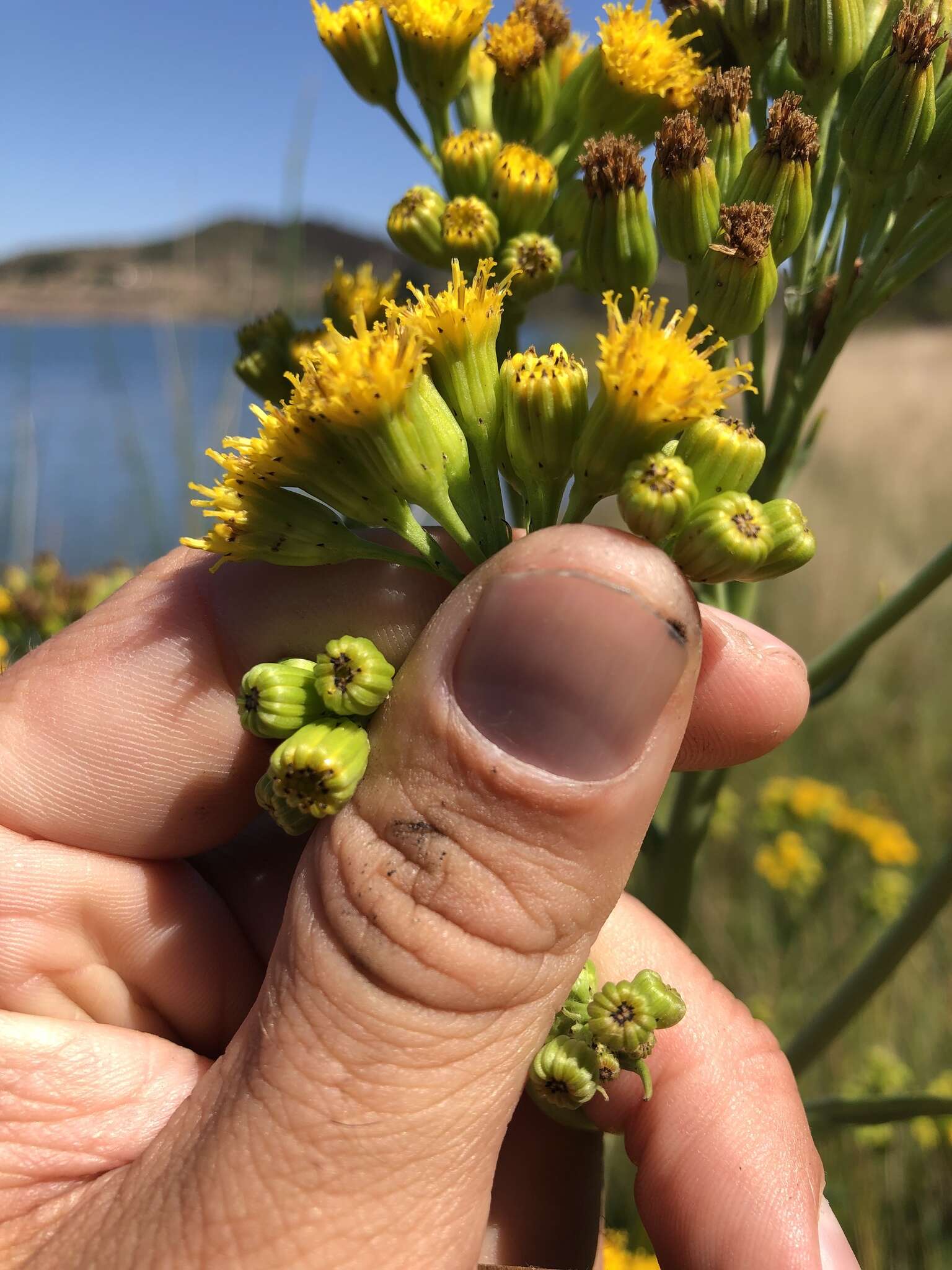 Image of water ragwort