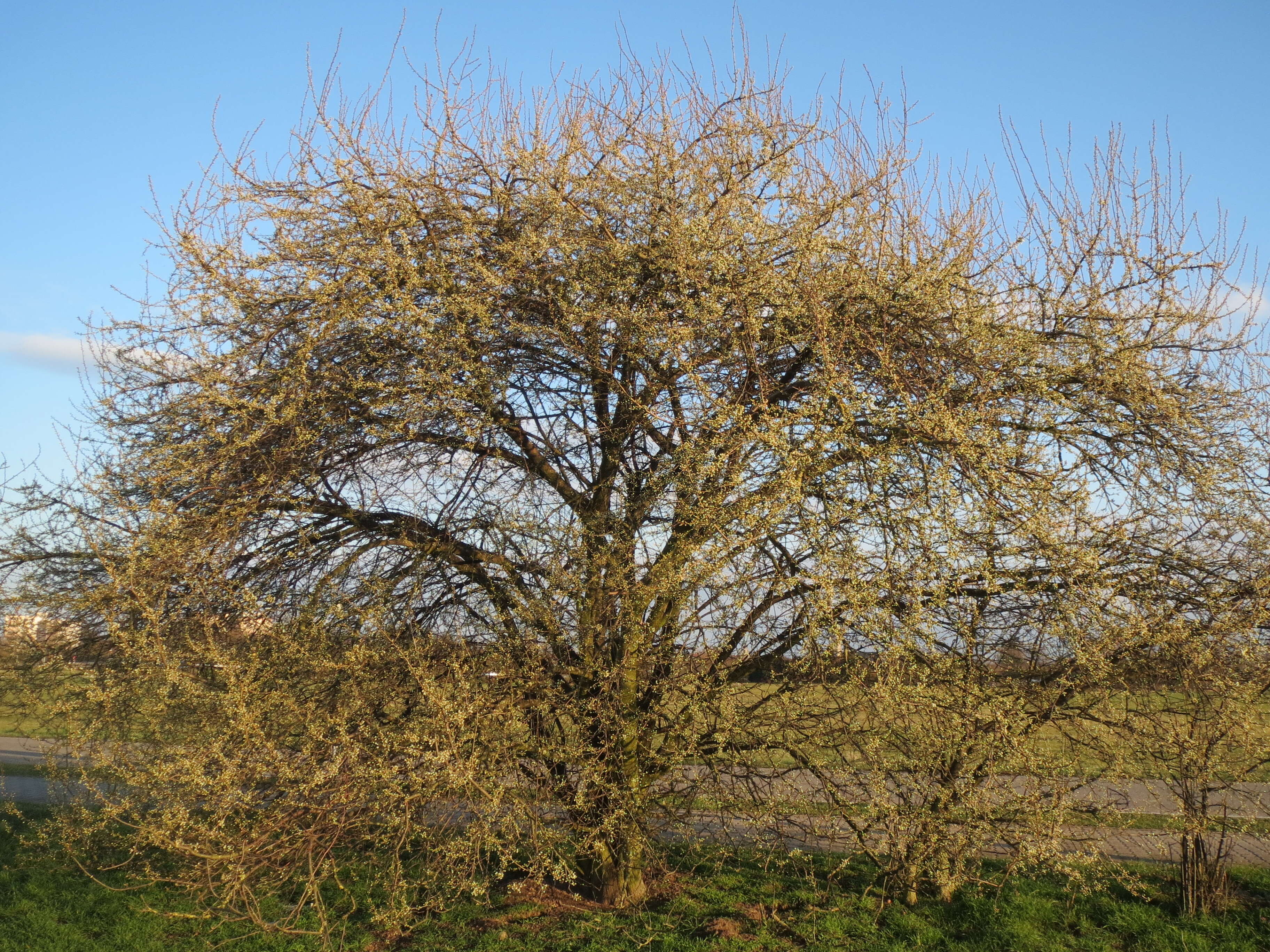 Image of Cherry Plum