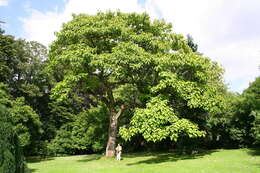 Image of princess tree