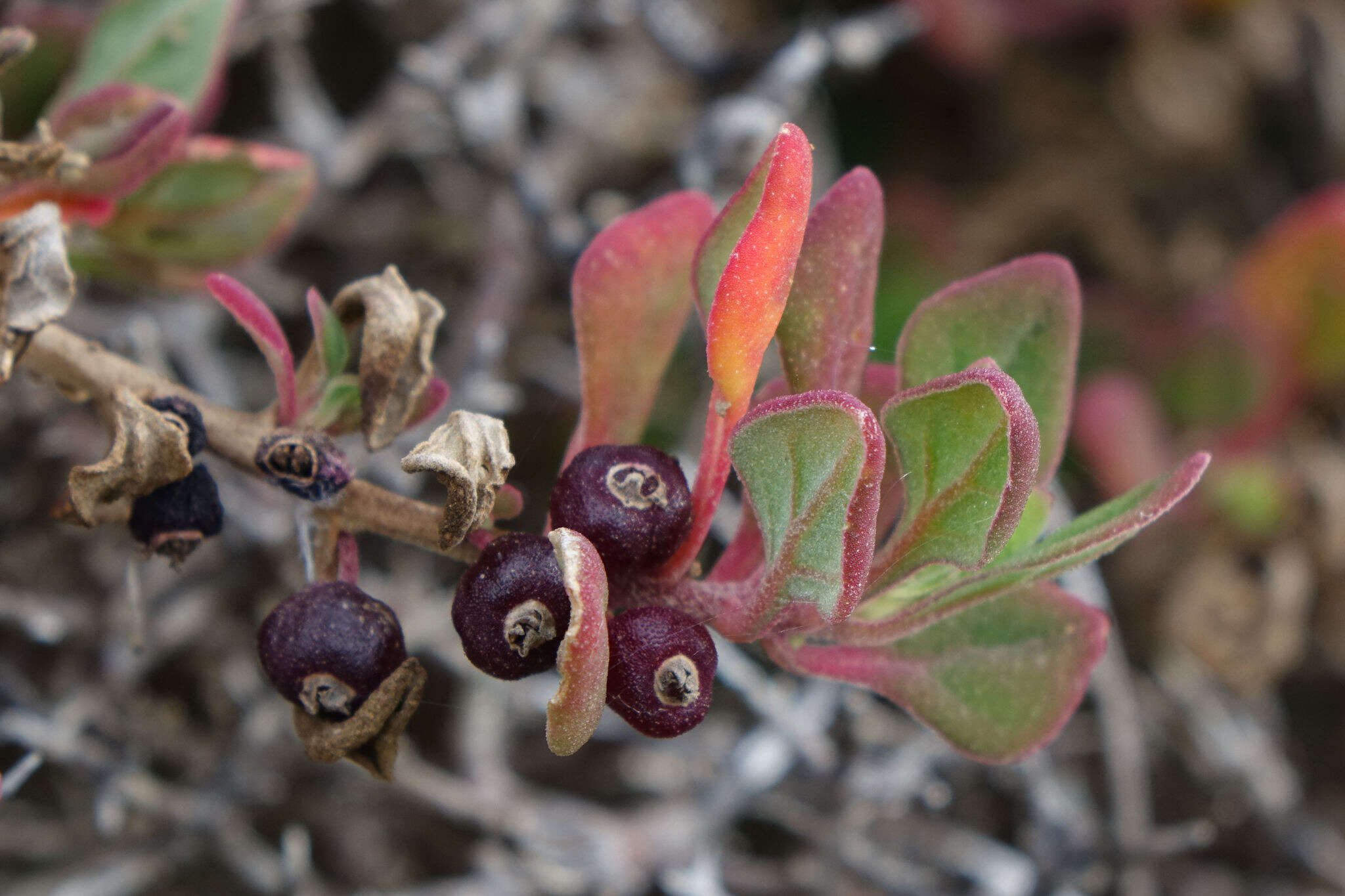 Plancia ëd Tetragonia tetragonoides (Pall.) O. Kuntze