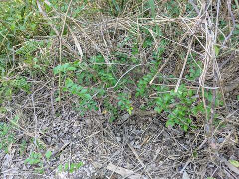 Image of lime pricklyash