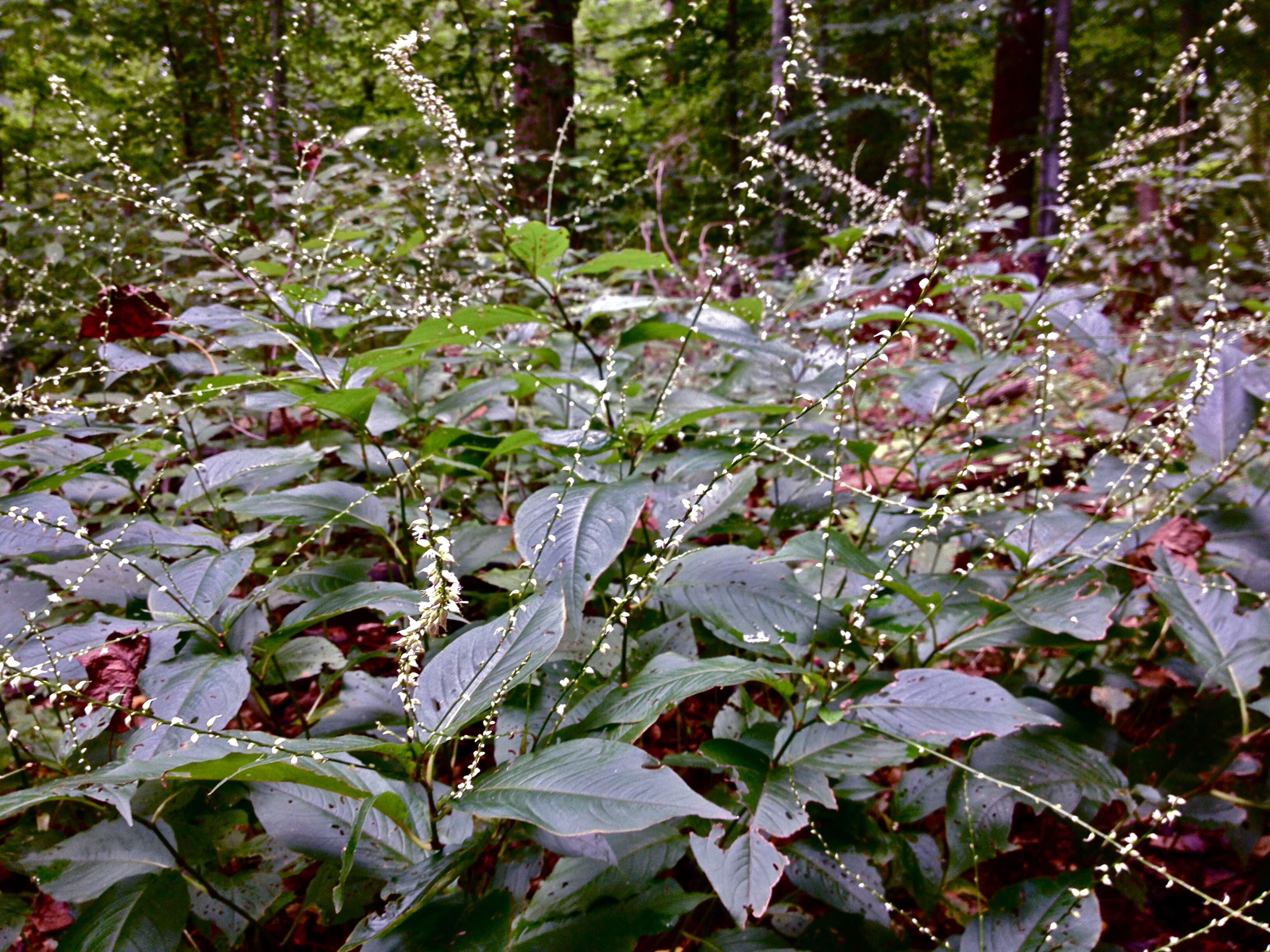 Image de Persicaria virginiana (L.) Gaertner