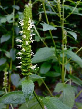 Image of Yellow Giant Hyssop