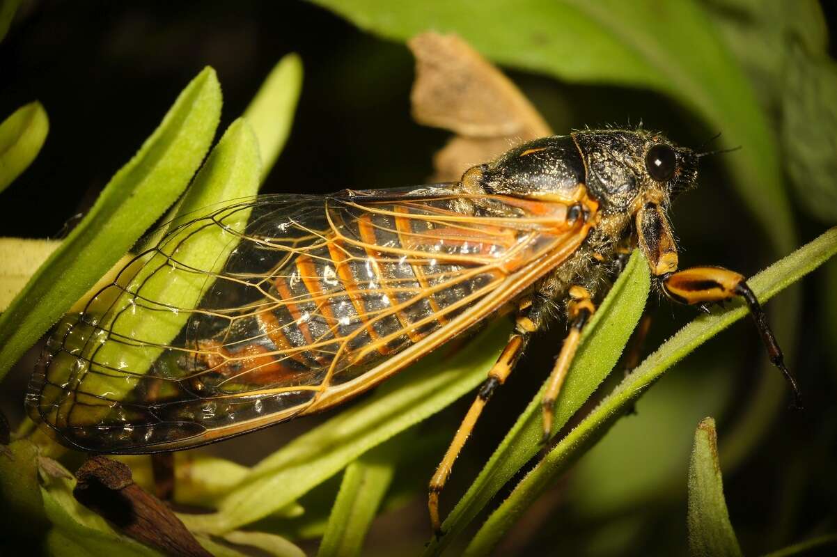 Image de Cicadetta concinna (Germar 1821)