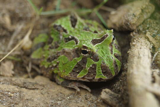 Image of Venezuelan Horned Frog