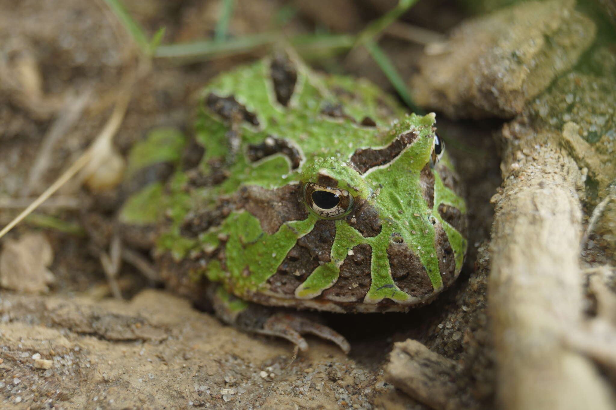 Imagem de Ceratophrys calcarata Boulenger 1890