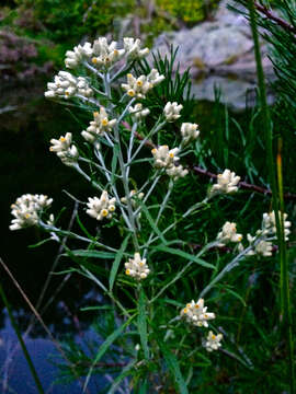 Image of rabbit-tobacco