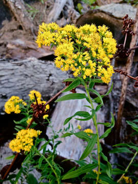 Image of flat-top goldentop