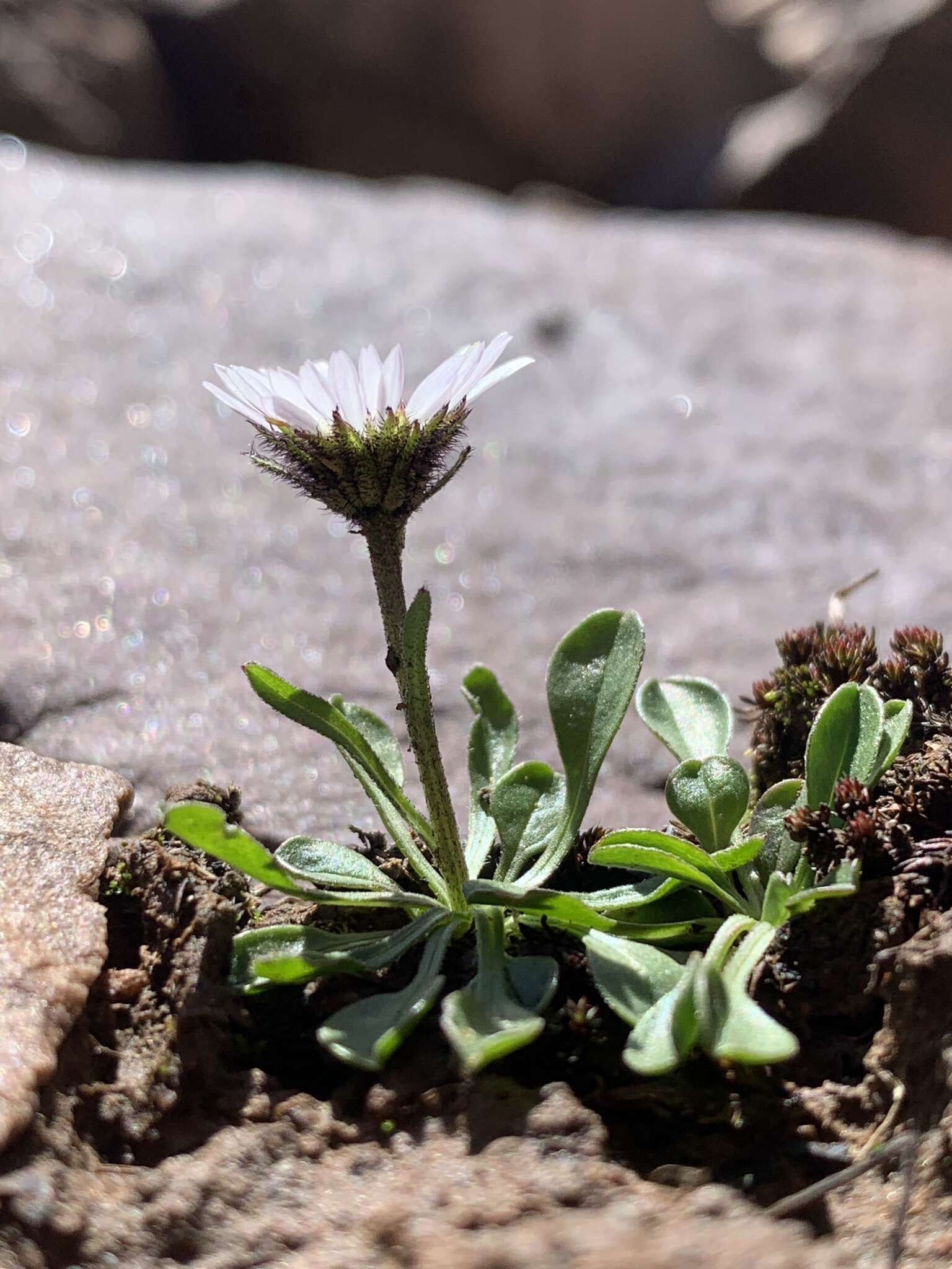 Image of blackhead fleabane