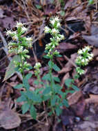 Solidago bicolor L. resmi