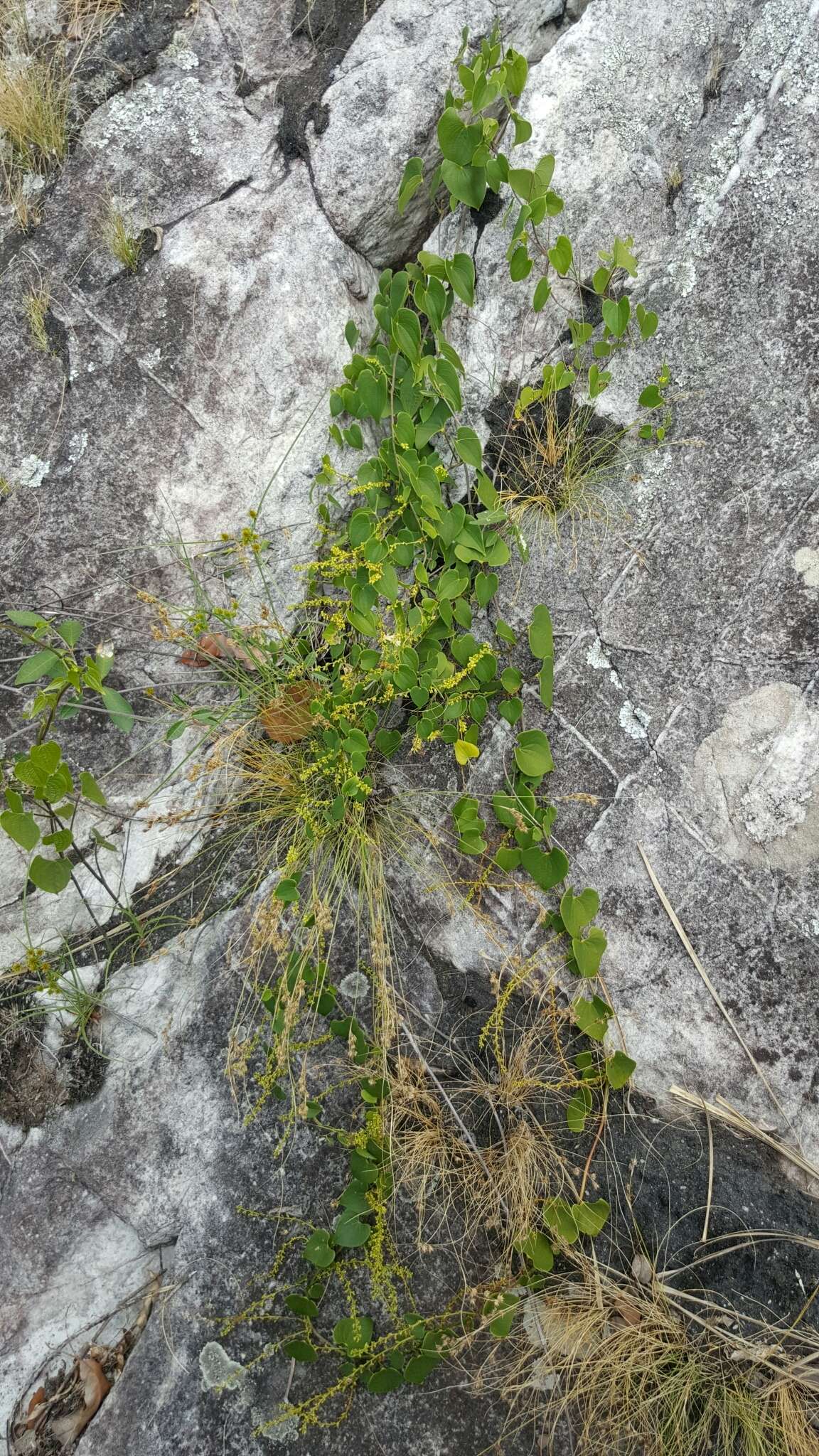 Image of Dioscorea heteropoda Baker