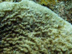 Image of bracket coral