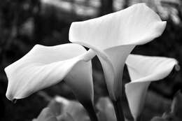 Image of Arum lily