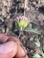 Imagem de Monardella breweri subsp. microcephala (A. Gray) Elvin & A. C. Sanders